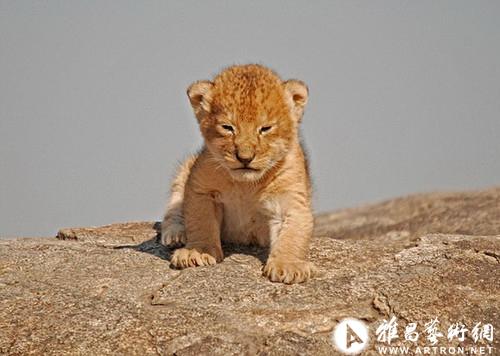 摄影师拍到非洲真实版狮子王