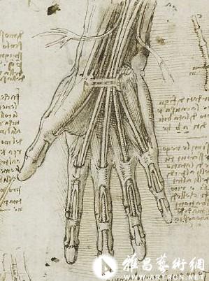 达芬奇创作的手部解剖素描与现代医学扫描技术获取的手部解剖结构