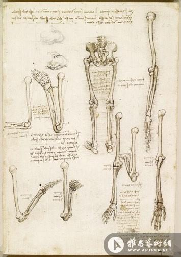 达芬奇的人体:从微观宇宙到精密机械