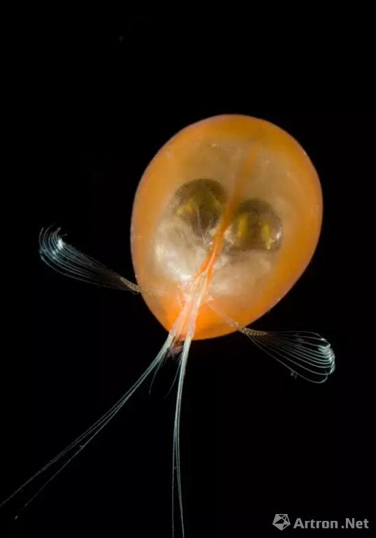 大介虫生活在北大西洋2000米深的水域中.