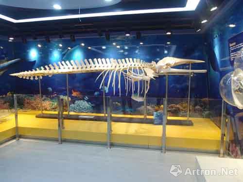 科普展"海上大熊猫—中华白海豚 亮相深圳博物馆