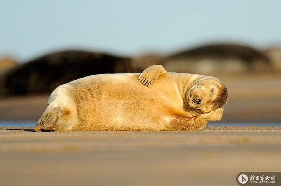 威尔士摄影师拍小海豹的销魂睡姿
