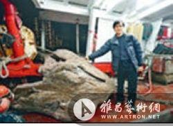 香港渔民捞出疑似巨型“沉香木” 或值10亿港元