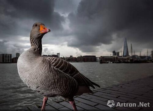 摄影师Lee Acaster在伦敦拍摄的灰色雁鹅