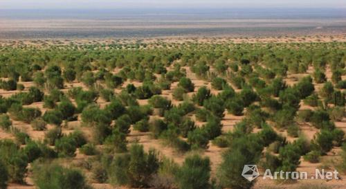 SEE阿拉善联合艺术界助力“一亿棵梭梭树”